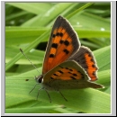 Lycaena phlaeas - Kleiner Feuerfalter hsk 01.jpg